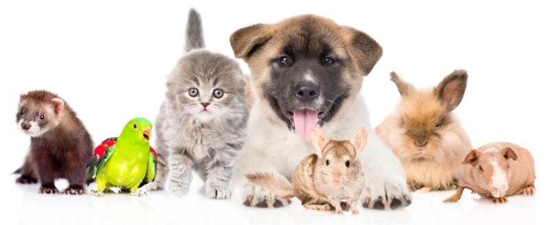 Clinica Veterinaria